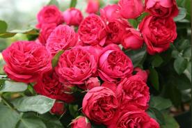 红色龙沙宝石月季一年开几次（龙沙宝石花的养护技巧）