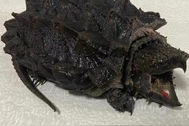 鳄龟吃什么食物长得好