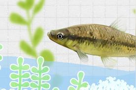 麦穗鱼在鱼缸能自己繁殖吗（麦穗鱼当观赏鱼养行吗）