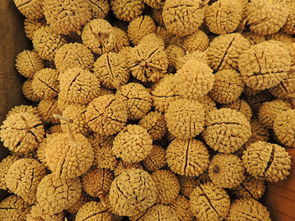 射干种子网站相关长尾关键词有哪些