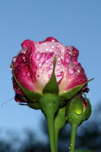 maven网站相关长尾关键词有哪些