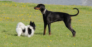 求一个色狗网站相关长尾关键词有哪些