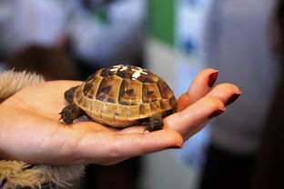 人工给狗受精的工具相关长尾关键词有哪些 人工给狗受精的工具相关长尾关键词有哪些