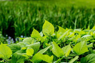 网站视频制作干花长尾关键词集合 网站视频制作干花长尾关键词集合