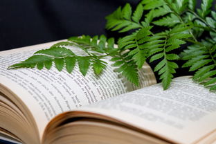 如何取得成功作文800字作文