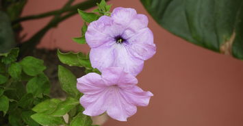 帝豪官方网站相关长尾关键词有哪些