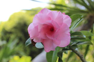 鲜花速递有哪些网站全部长尾关键词