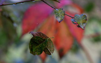 红叶官方网站长尾关键词集合