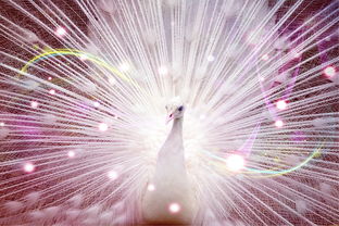 12星座都是哪些工具全部长尾关键词