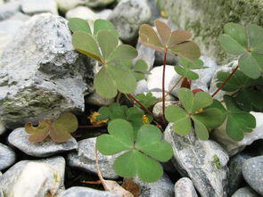 网站四叶草全部长尾关键词