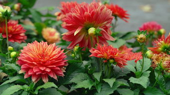 江西时时彩网站百度长尾关键词有哪些