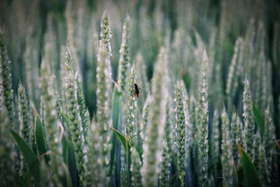 种菜需用工具不相关长尾关键词有哪些