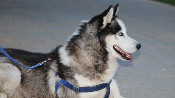 狼 网站全部长尾关键词