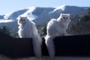 3k猫网站百度长尾关键词有哪些