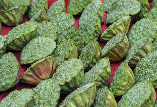 大棚西红柿用什么工具种植长尾关键词集合