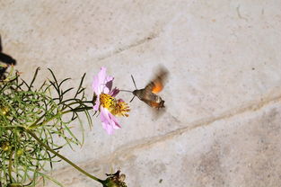 外国软件下载网站全部长尾关键词