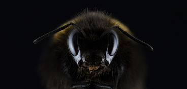 黄蜂网站长尾关键词集合