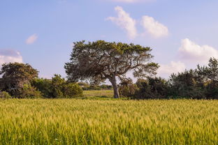 国产乡下三级网站相关长尾关键词有哪些