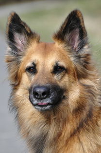 比格官方网站全部长尾关键词