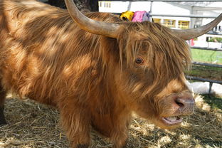 网站牛长尾关键词集合 网站牛长尾关键词集合