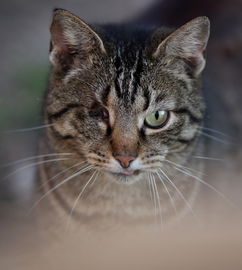 哪个网站宠物靠谱全部长尾关键词 哪个网站宠物靠谱全部长尾关键词