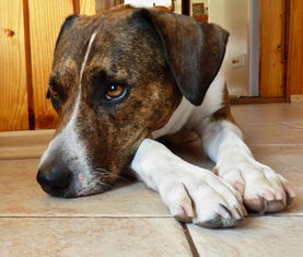 色情动漫 下载网站全部长尾关键词