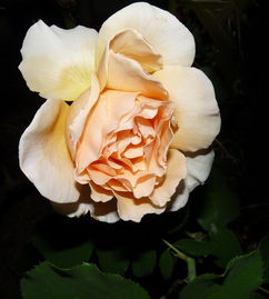 阳光玫瑰膨果工具百度长尾关键词有哪些