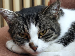 猫咪视频下载官方网站相关长尾关键词有哪些