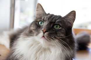 猫蜜app官方网站长尾关键词集合