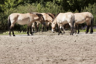 白马园林工具官网百度长尾关键词有哪些