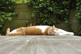 宠物医生是怎样炼成的