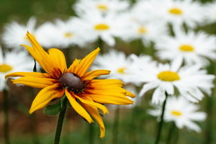 什么工具适合搬花相关长尾关键词有哪些