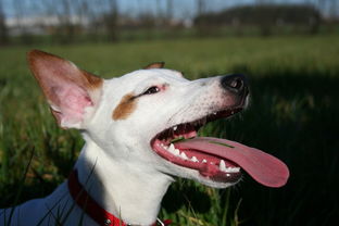 抓狗工具叫什么名称长尾关键词集合