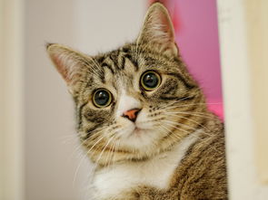 手机翻译桌面小工具百度长尾关键词有哪些