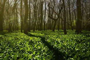 开垦菜园需要的工具全部长尾关键词