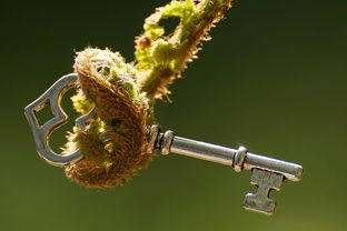 植物叶片测量工具有哪些长尾关键词集合