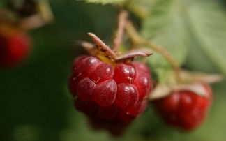 摘月季用什么工具相关长尾关键词有哪些