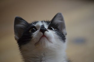 快猫线上体验网站全部长尾关键词