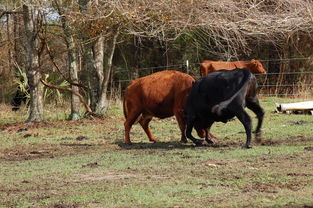 战斗牛官方网站长尾关键词集合 战斗牛官方网站长尾关键词集合
