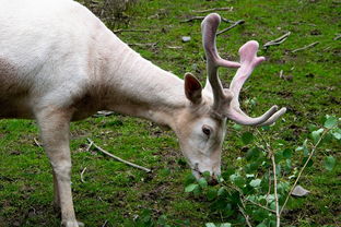 蜥蜴有没有自己的工具相关长尾关键词有哪些