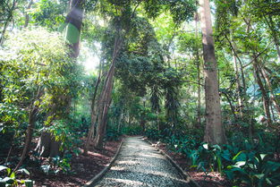 好用的丛林生存工具推荐长尾关键词集合