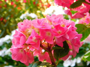 忘忧草视频下载网站相关长尾关键词有哪些 忘忧草视频下载网站相关长尾关键词有哪些