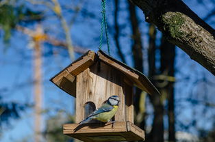 捕捉山猪工具大全图解相关长尾关键词有哪些