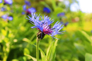 挖野菜工具推荐图片相关长尾关键词有哪些 挖野菜工具推荐图片相关长尾关键词有哪些