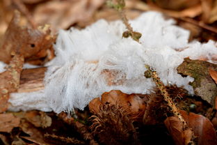 种木薯工具视频下载全部长尾关键词