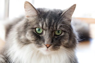 猫咪必备什么工具才能养全部长尾关键词