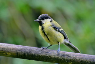 自制园林工具柜长尾关键词集合 自制园林工具柜长尾关键词集合